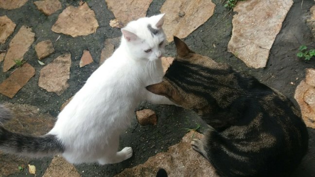 sa majesté des chats 21474311103..jpg