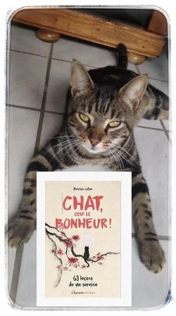 Chat c'est le bonheur