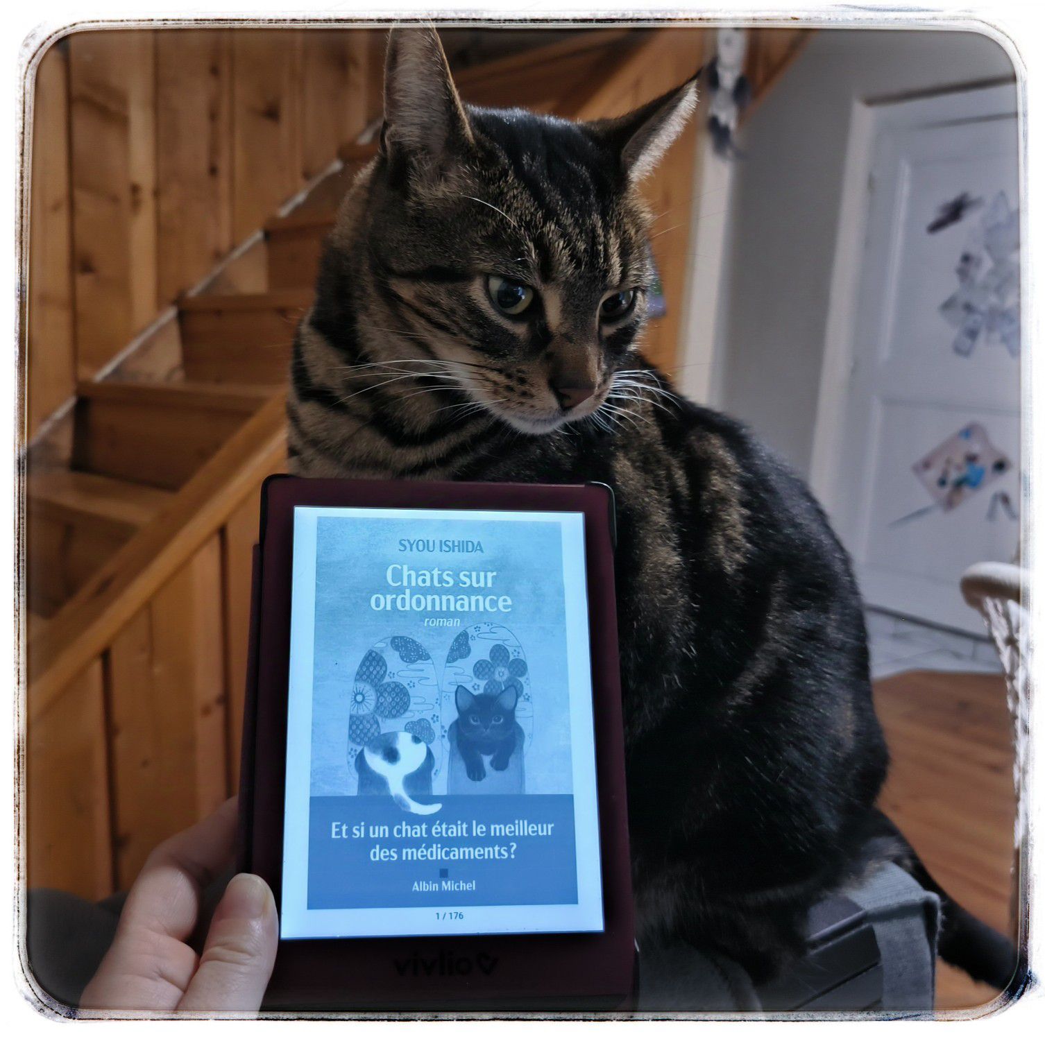 Chats sur ordonnance